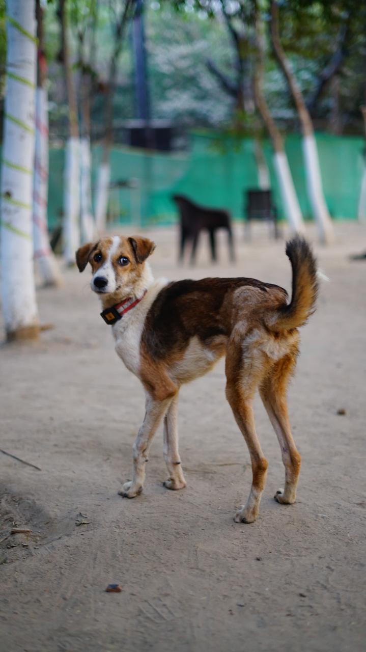 Brown and White Dog Standing at Outdoors wearing a collar.