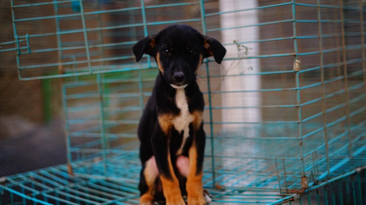 Small Puppy Sitting Indoors
