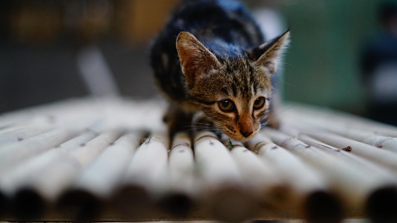 Kitten sitting on a Surface